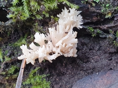 Clavulina coralloides
