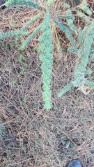 Adenocarpus viscosus