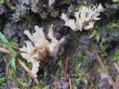 Clavulina coralloides