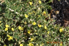 Aspalathus acuminata