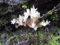 Clavulina coralloides