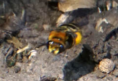 Svastra obliqua obliqua