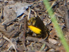 Svastra obliqua obliqua