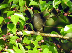 Rubigula erythropthalmos