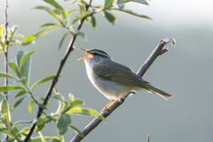 Phylloscopus coronatus