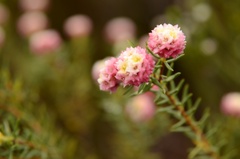 Lachnaea densiflora