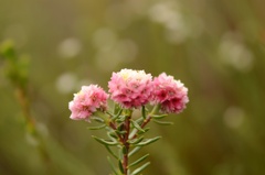 Lachnaea densiflora