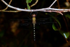 Hydrobasileus brevistylus