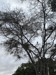 Leptoptilos crumenifer