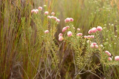 Lachnaea densiflora