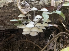 Favolaschia manipularis