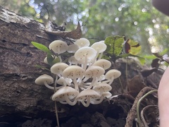 Favolaschia manipularis