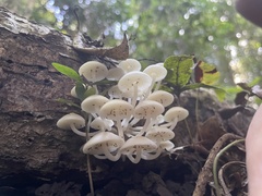 Favolaschia manipularis