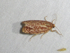 Choristoneura houstonana