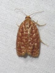 Choristoneura houstonana