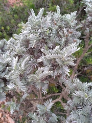 Anthyllis barba-jovis