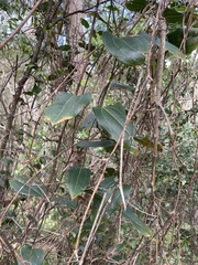 Smilax australis