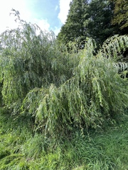 Salix