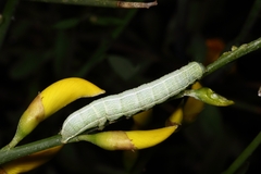Orthosia incerta