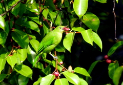 Chloropsis sonnerati