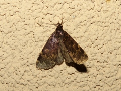 Idia lubricalis