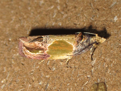 Eumarozia malachitana