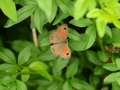 Cassionympha cassius