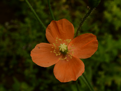Papaver aculeatum