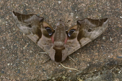 Smerinthus ocellata