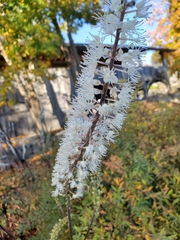 Actaea simplex