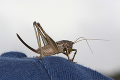Tettigoniinae
