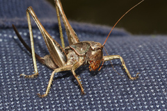 Tettigoniinae