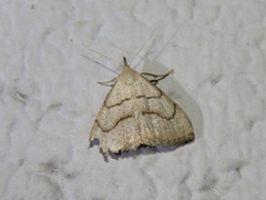 Macrochilo litophora
