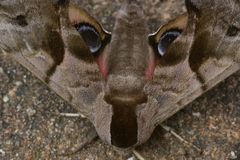 Smerinthus ocellata