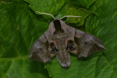 Smerinthus ocellata