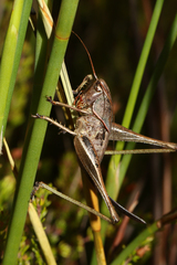 Tettigoniinae
