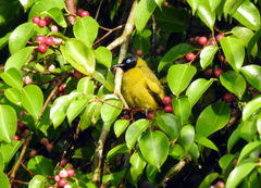 Brachypodius melanocephalos