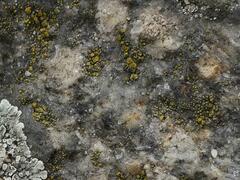 Candelariella aurella