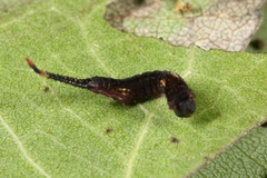 Cerura vinula