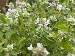 Ocimum × africanum
