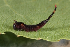 Cerura vinula