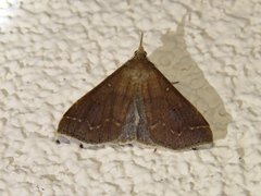 Renia discoloralis