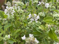 Ocimum × africanum