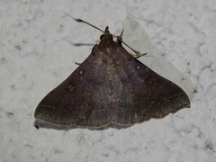 Renia discoloralis