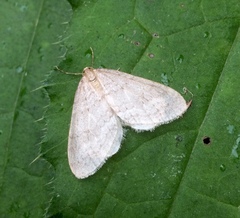 Operophtera fagata