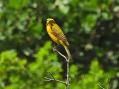 Crithagra sulphurata