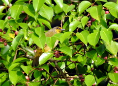 Pycnonotus finlaysoni