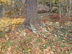 Tyromyces chioneus