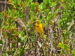 Crithagra sulphurata