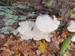 Tyromyces chioneus